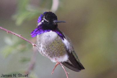 Costa’s Hummingbird