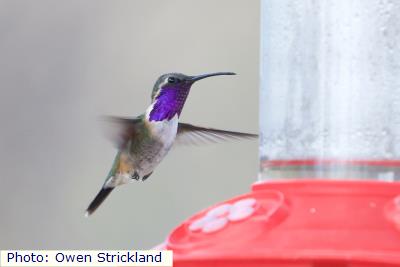 Lucifer Hummingbird
