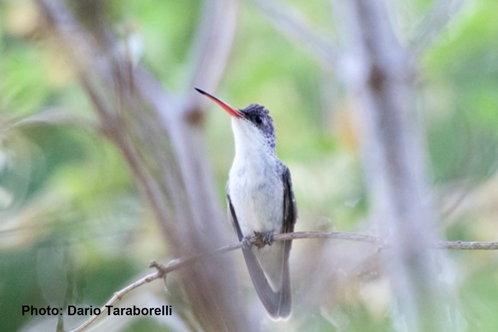 Violet-crowned Hummingbird