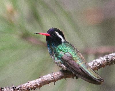 White-eared Hummingbird