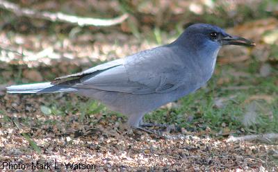 Pinyon Jay