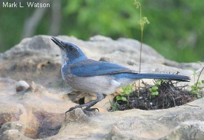 Woodhouse’s Scrub Jay