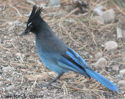 Steller’s Jay