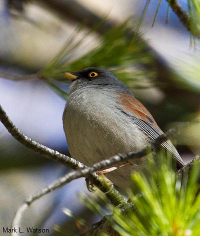 Yellow-eyed Junco