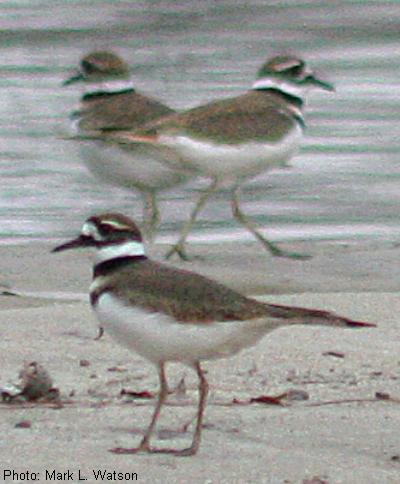 Killdeer
