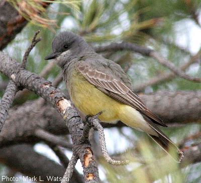 Cassin’s Kingbird