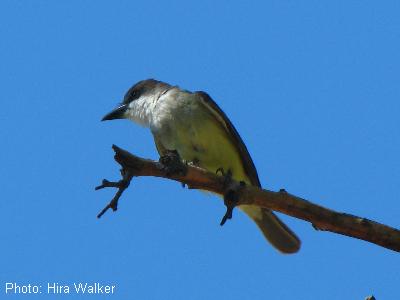 Thick-billed Kingbird