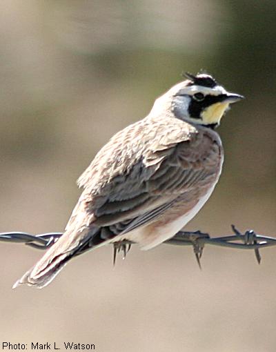 Horned Lark