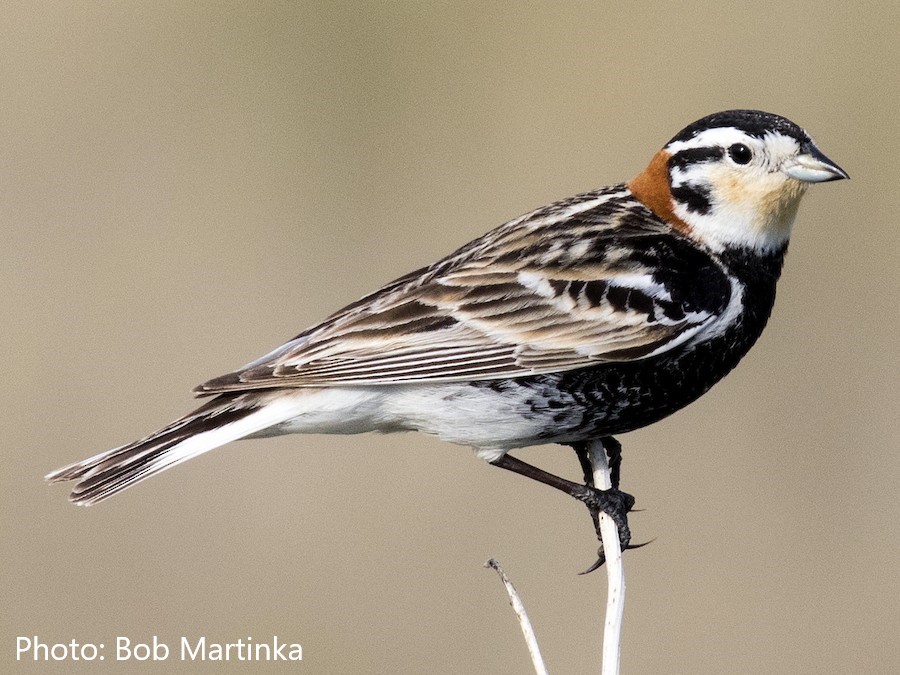 Chestnut-collared Longspur