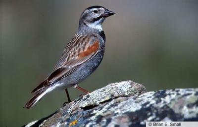 Thick-billed Longspur