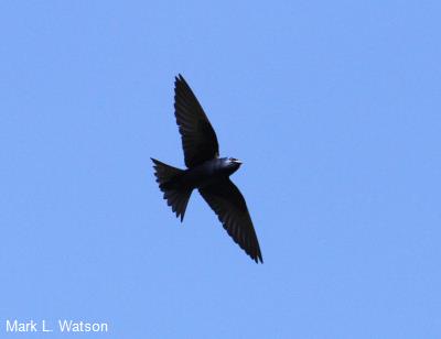 Purple Martin
