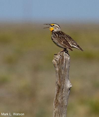 Chihuahuan Meadowlark
