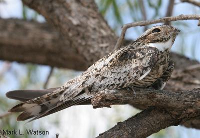Common Nighthawk