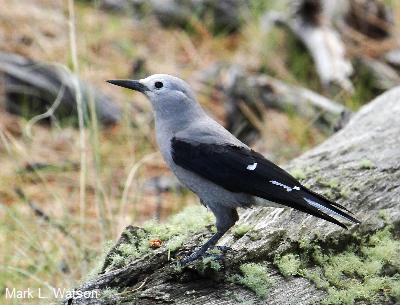 Clark’s Nutcracker