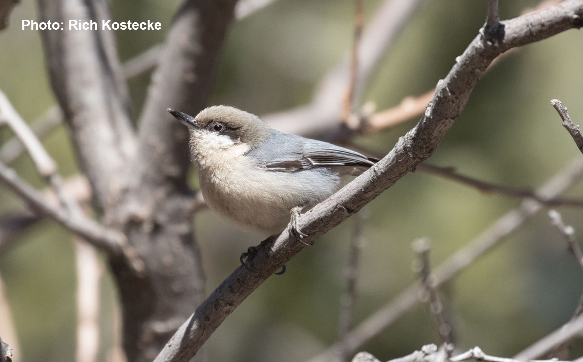 Pygmy Nuthatch