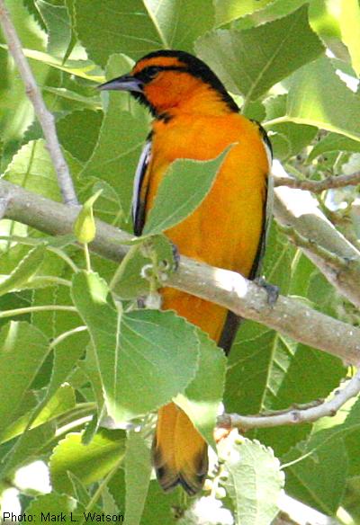 Bullock’s Oriole
