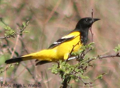 Scott’s Oriole