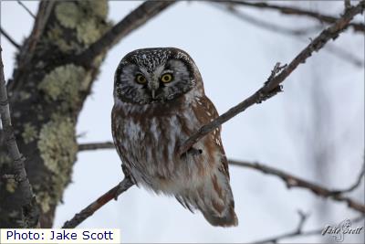 Boreal Owl