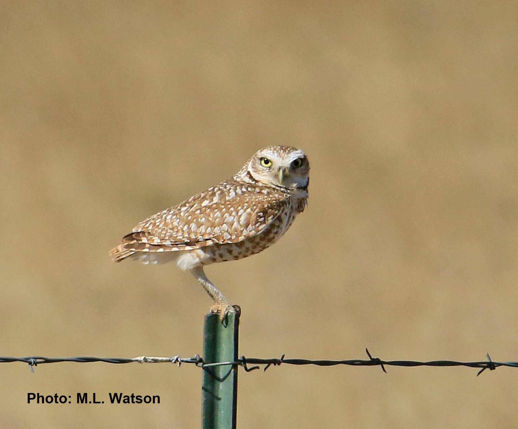 Burrowing Owl