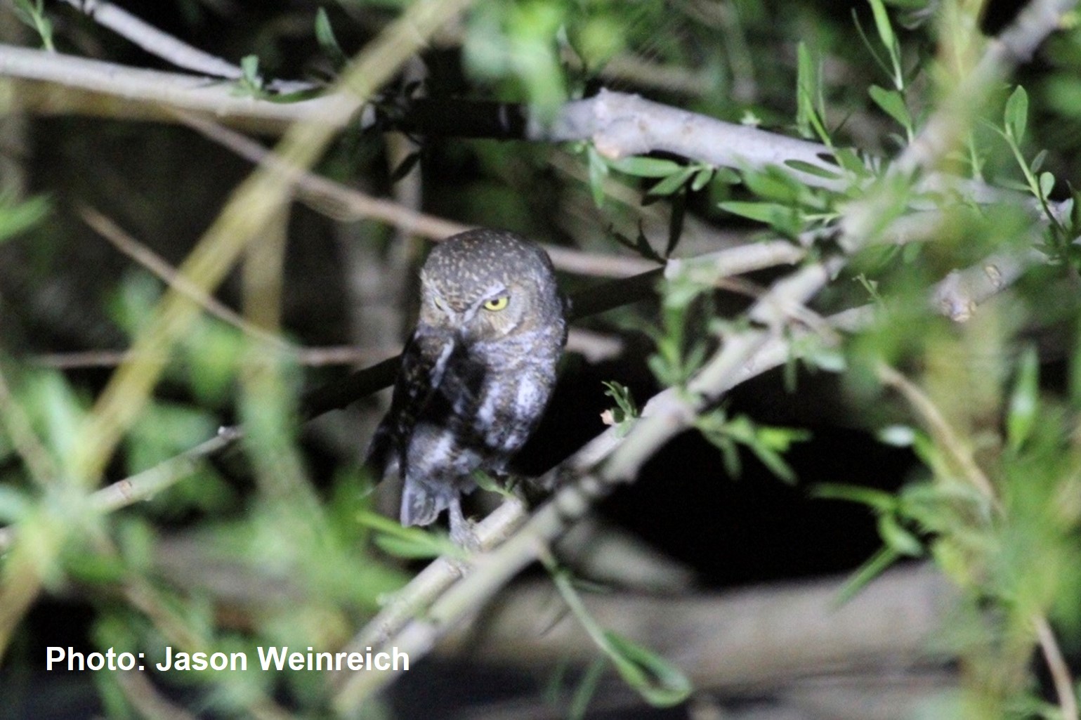 Elf Owl