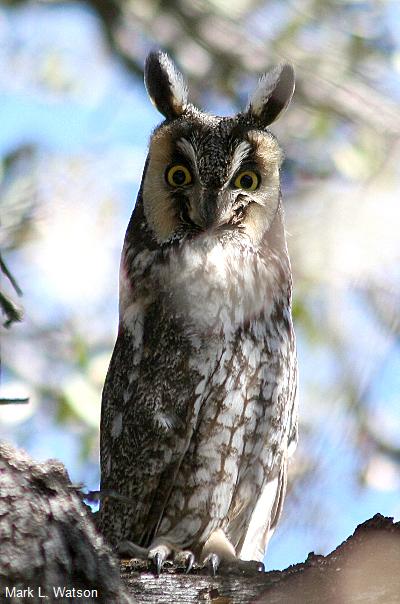 Long-eared Owl