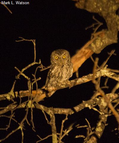 Whiskered Screech-Owl
