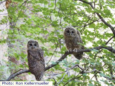 Mexican Spotted Owl