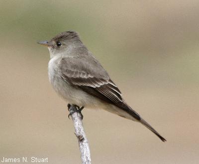Western Wood Pewee