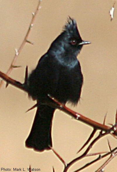 Phainopepla