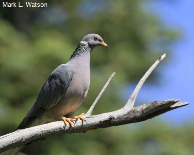 Band-tailed Pigeon