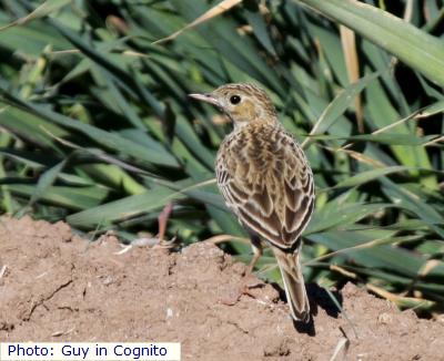 Sprague’s Pipit
