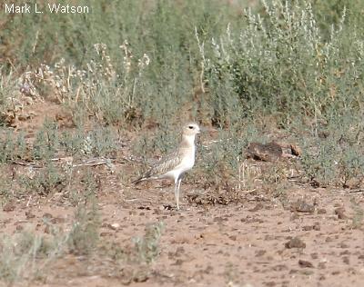 Mountain Plover