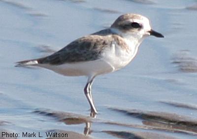 Snowy Plover