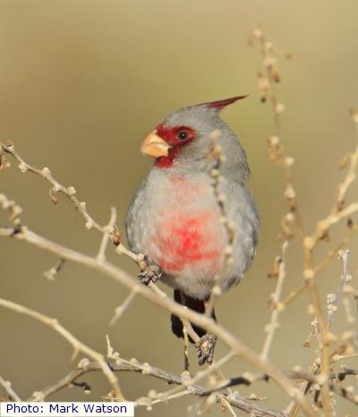 Pyrrhuloxia