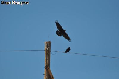 Chihuahuan Raven