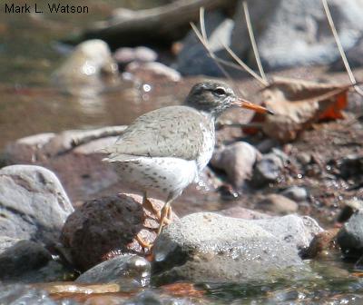 Spotted Sandpiper