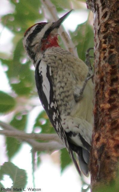Red-naped Sapsucker