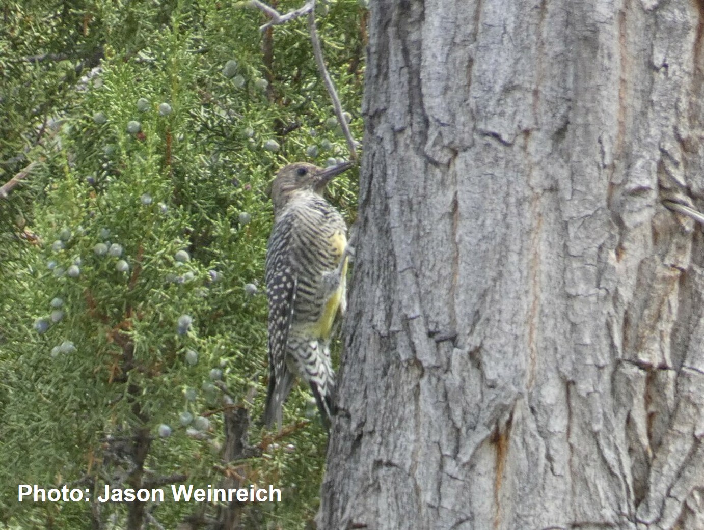 Williamson’s Sapsucker