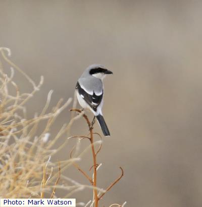 Loggerhead Shrike