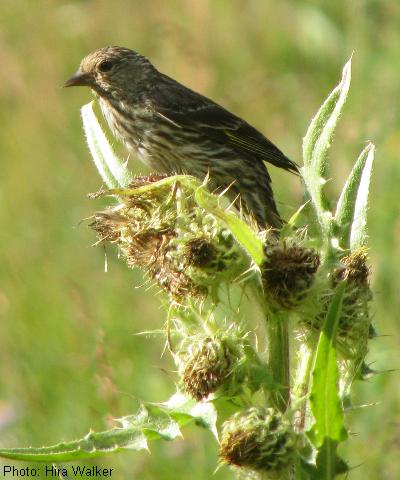 Pine Siskin
