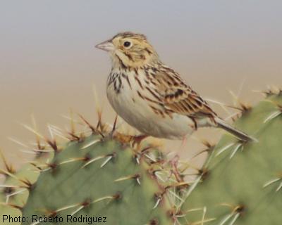 Baird’s Sparrow