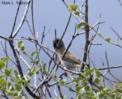 Black-chinned Sparrow