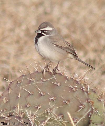 Black-throated Sparrow