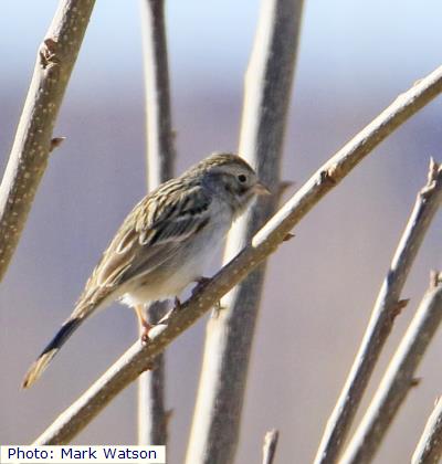 Brewer’s Sparrow