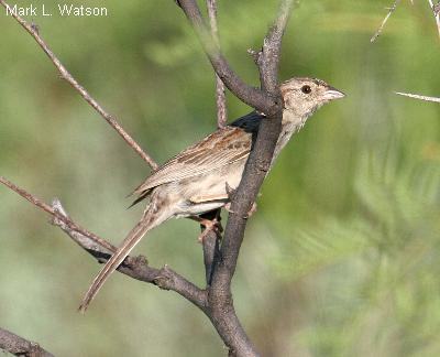 Cassin’s Sparrow