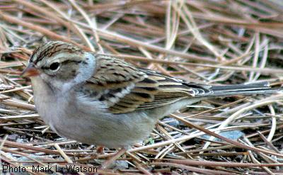 Chipping Sparrow