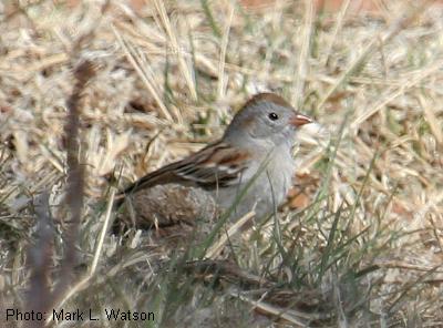 Field Sparrow