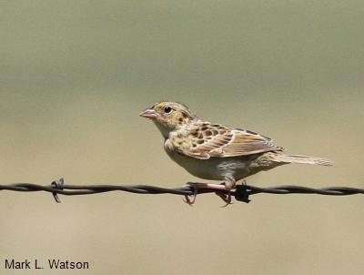 Grasshopper Sparrow