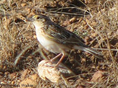 Arizona Grasshopper Sparrow