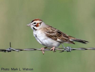 Lark Sparrow